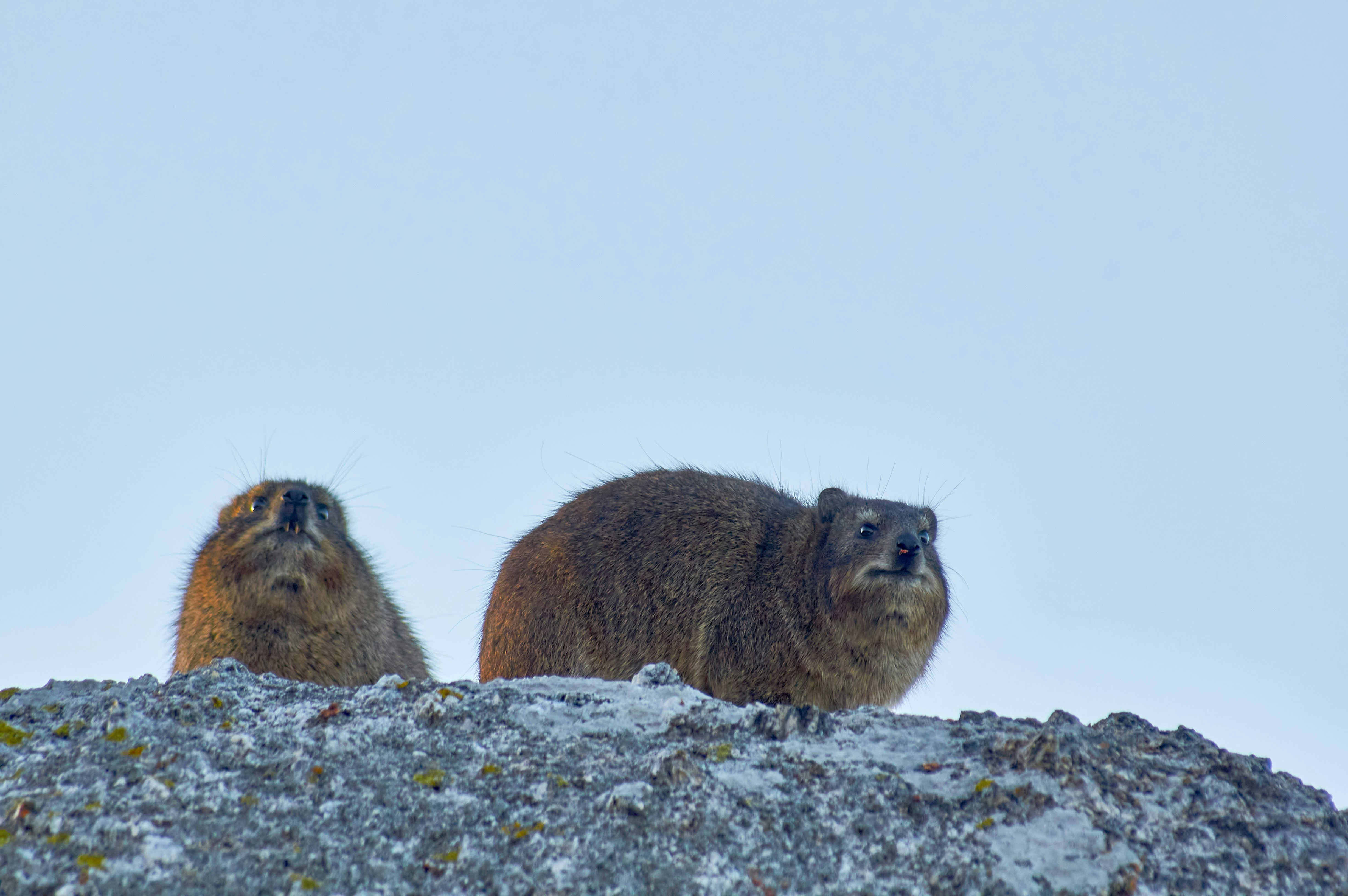 brown rodent on white rock during daytime